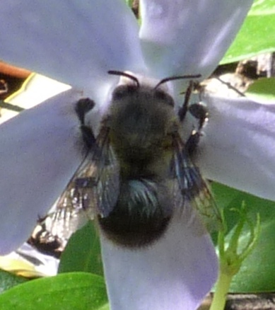 Due esemplari di Anthophora sp.